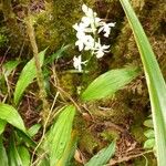 Calanthe sylvatica Costuma