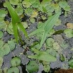 Sagittaria sagittifolia Leht