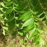 Juglans cinerea Leaf