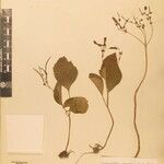 Didymocarpus aromaticus その他の提案