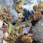 Sempervivum globiferum Froito