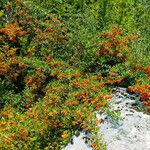 Pyracantha coccinea Hábito