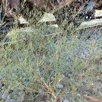 Epilobium brachycarpum Συνήθη χαρακτηριστικά