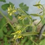 Solanum lycopersicum Flower