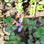 Lythrum rotundifolium Blüte