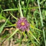 Tragopogon angustifolius 花