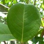 Chrysobalanus icaco Feuille