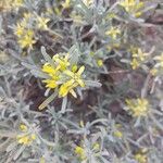 Cneorum pulverulentum Flower