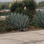 Agave havardiana 叶