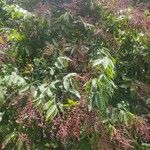 Ouratea castaneifolia Hábito
