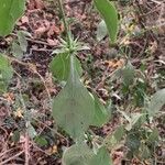 Barleria prionitis Folha