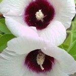Gossypium anomalum Flower