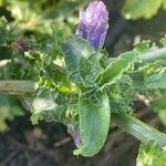 Cichorium endiviaЦветок