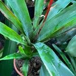 Aechmea weilbachii 葉