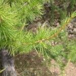 Larix occidentalis 葉