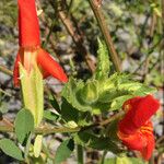 Mimulus cardinalis Flor