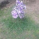 Brunfelsia pauciflora عادت داشتن