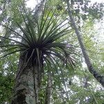 Tillandsia fasciculata Habitus