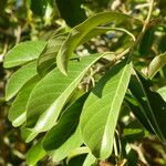 Byrsonima crassifolia Feuille