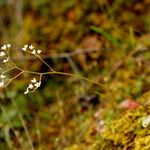 Micranthes californica Habit