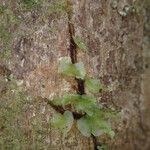 Trichomanes erosum Folha