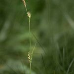 Carex panicea 花