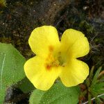 Mimulus floribundus Floare