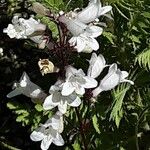 Penstemon digitalis Flor