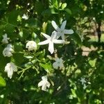 Jasminum azoricum ফুল