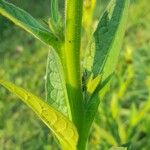 Nicotiana alata ഇല