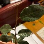Elaeagnus × submacrophylla Hoja