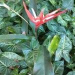 Heliconia angusta Flor