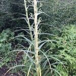 Eryngium paniculatum Цвят