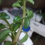 Peperomia dolabriformis Folha