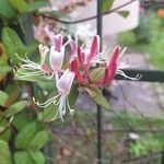 Lonicera caprifolium Λουλούδι