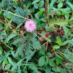 Mimosa pudicaBlomma