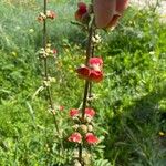 Scrophularia sambucifolia 花