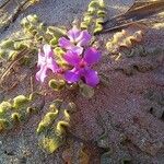 Matthiola tricuspidata 花