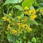 Senecio hercynicus Fleur