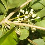 Dendropanax arboreus Fruto