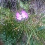 Dianthus alpinus Blodyn