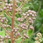 Spiraea salicifolia Blomma