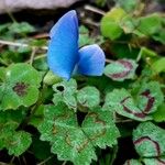 Parochetus communis Flor