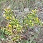 Ulex parviflorusFlower