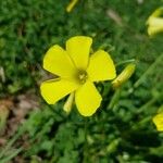 Oxalis pes-caprae പുഷ്പം