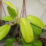 Philodendron hederaceum  var kirkbrideiLeaf