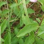 Saponaria officinalis Folio