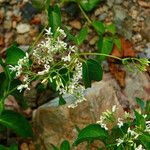 Cionura erecta Flower