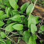 Symphytum tuberosum Blad