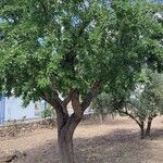 Prunus webbii Φύλλο